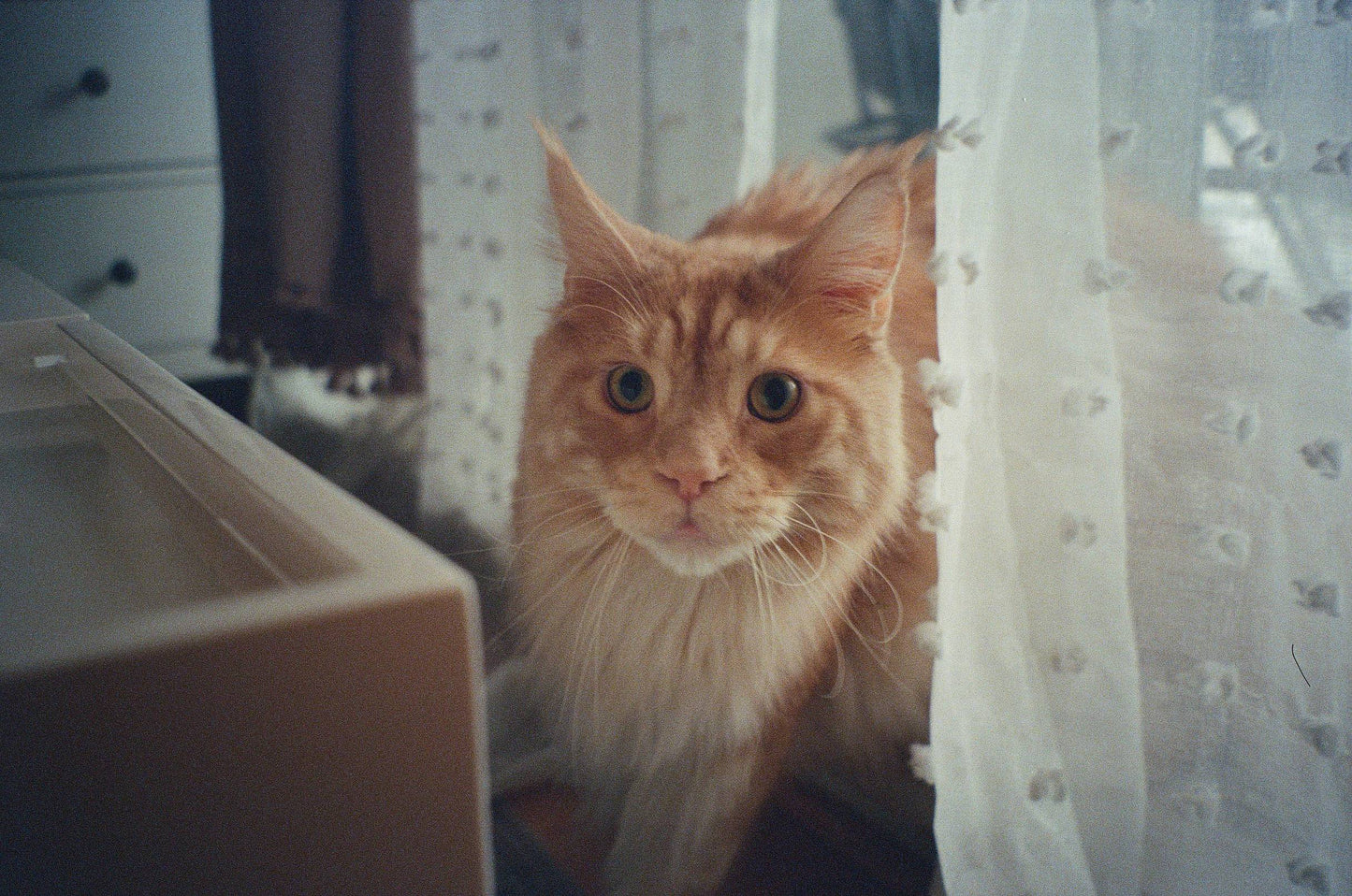 Pentax Espio 120Mi
