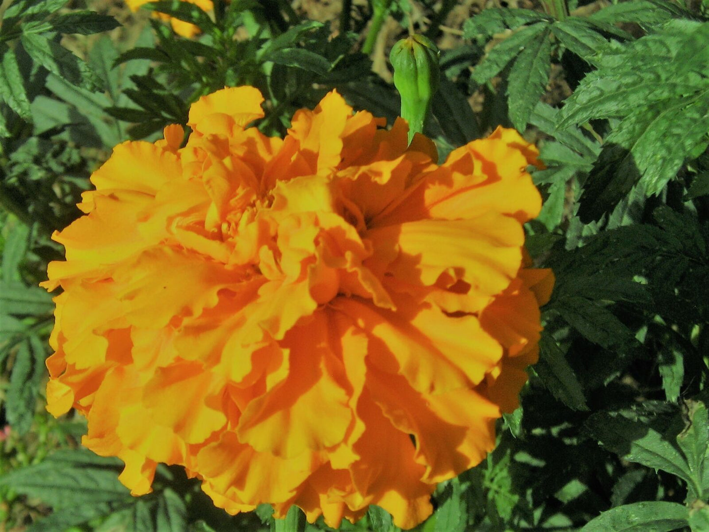 Canon Powershot a460