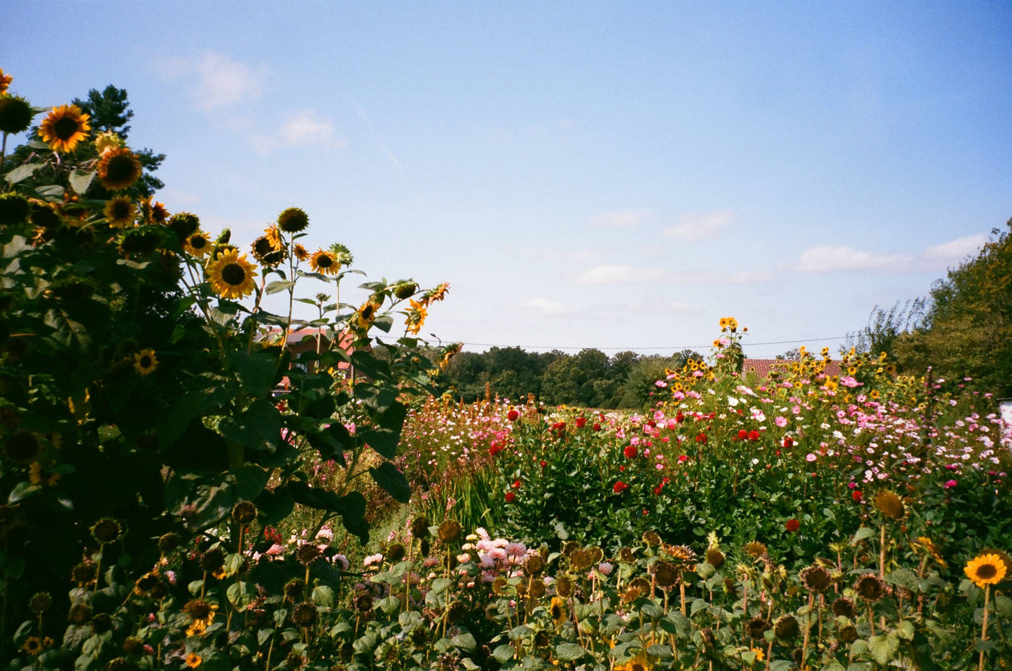 Pentax Espio 105G