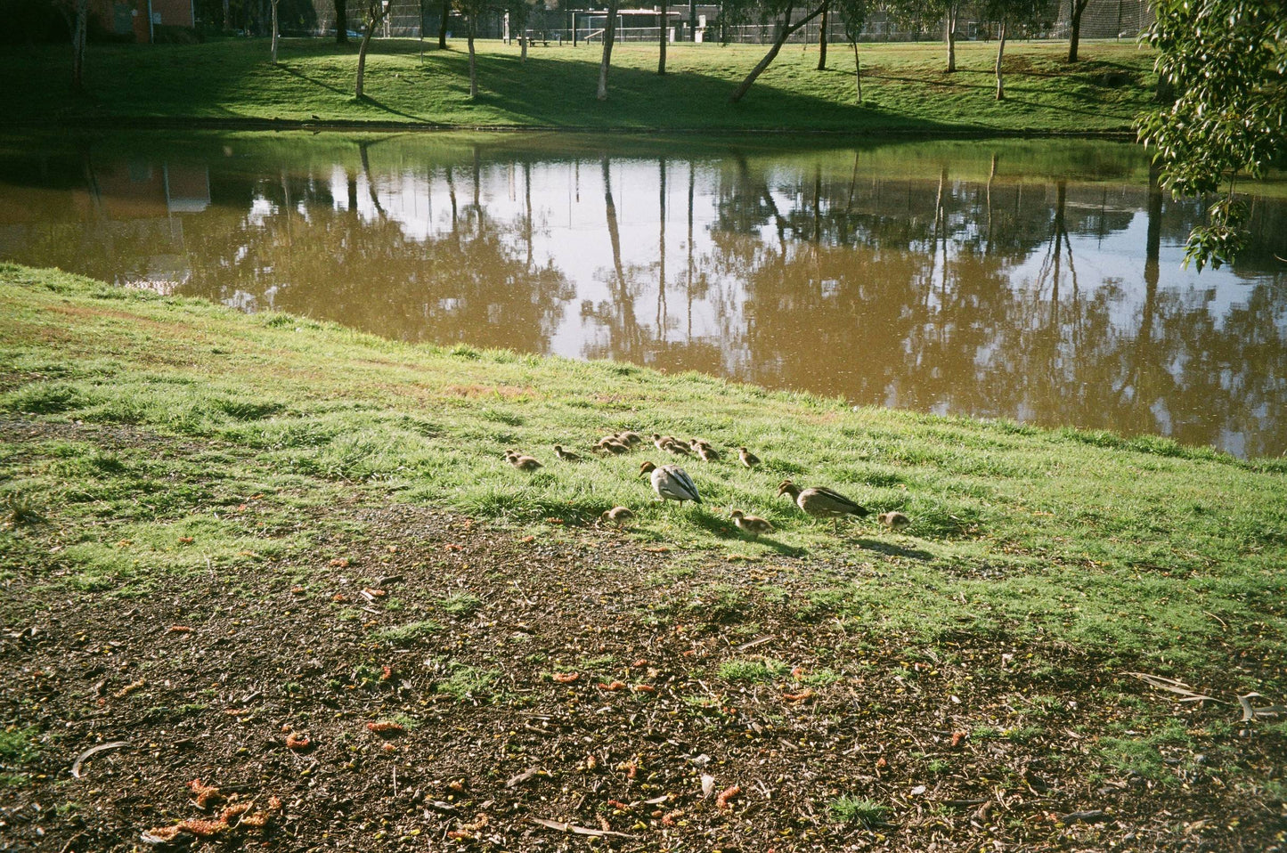 Pentax Espio 145M Super