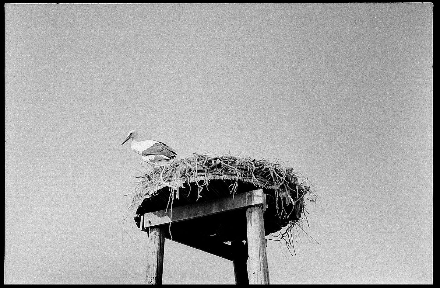Minolta SR1 with 55mm 1.7 lens