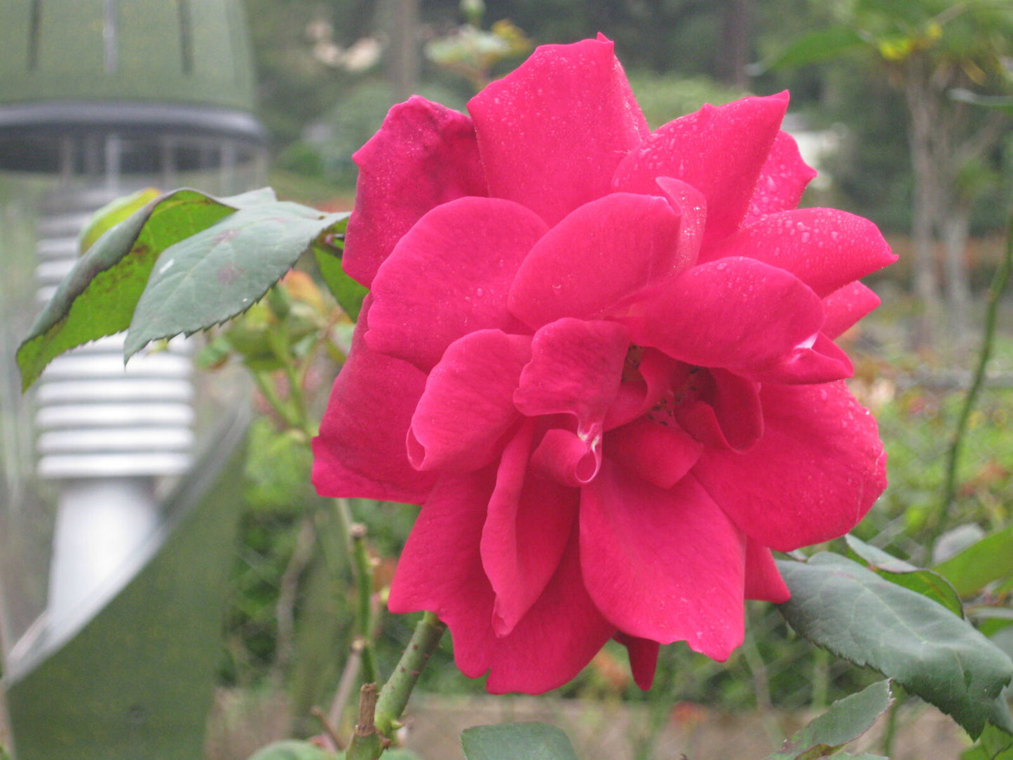 Canon Powershot A480