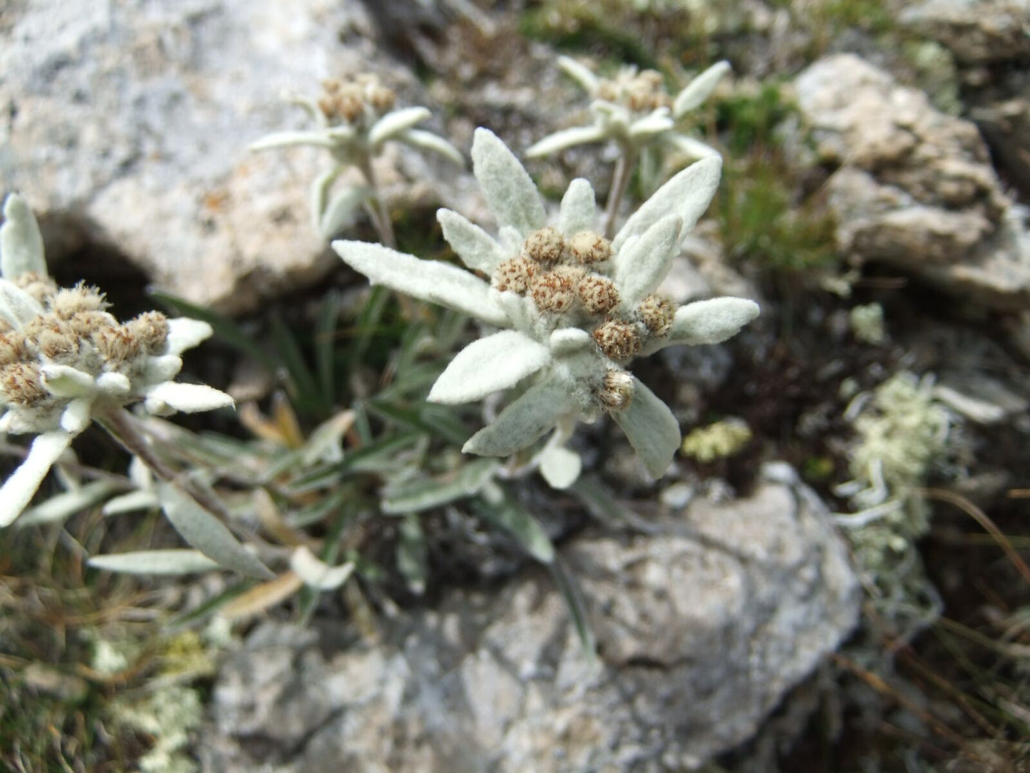 Fujifilm FinePix F70