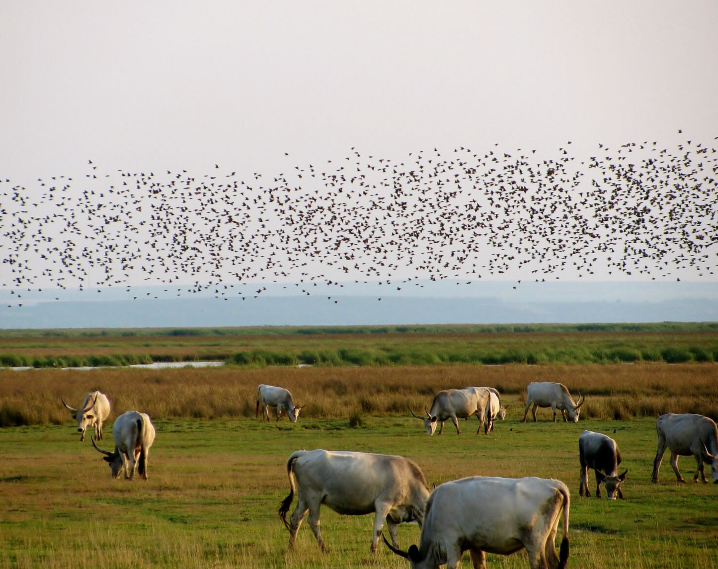 Canon Powershot SX110 Black