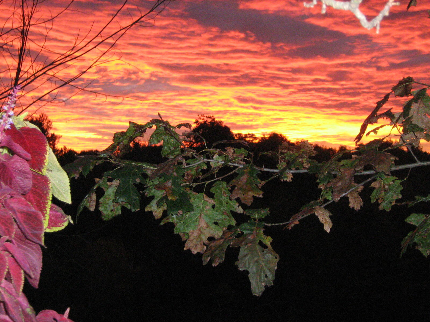 Canon Powershot a460