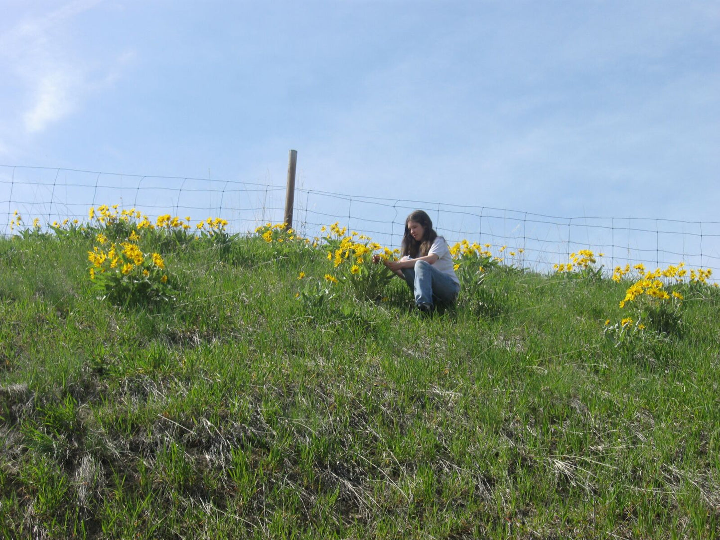 Canon Powershot A590 IS