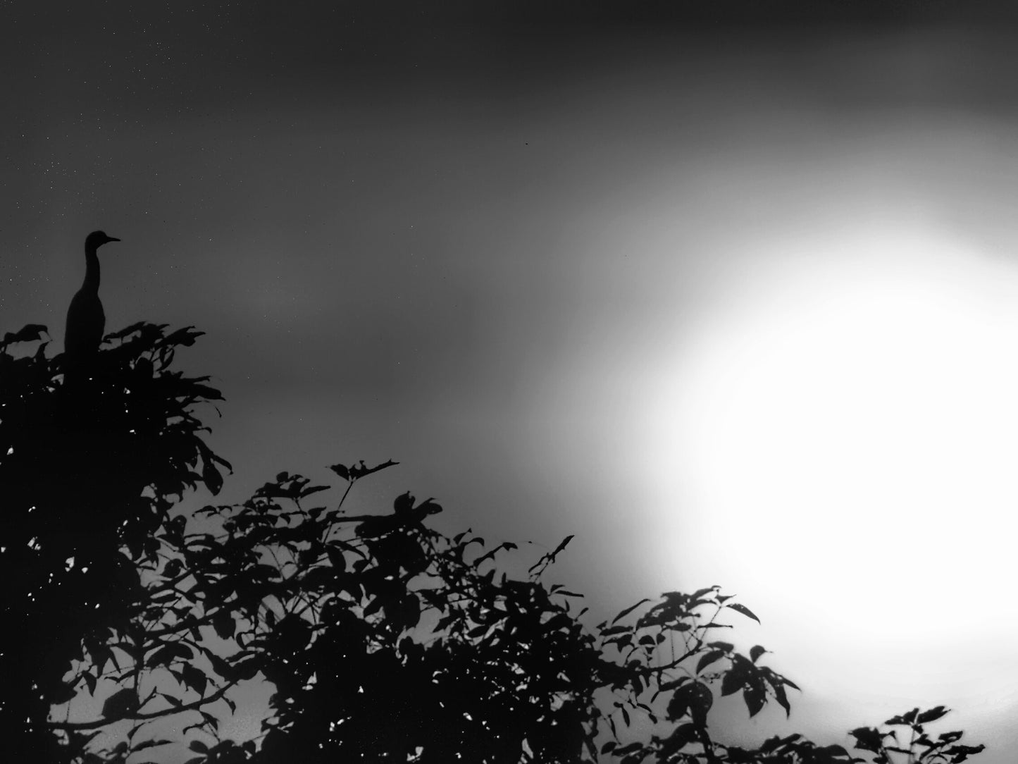 Nikon Coolpix S6150