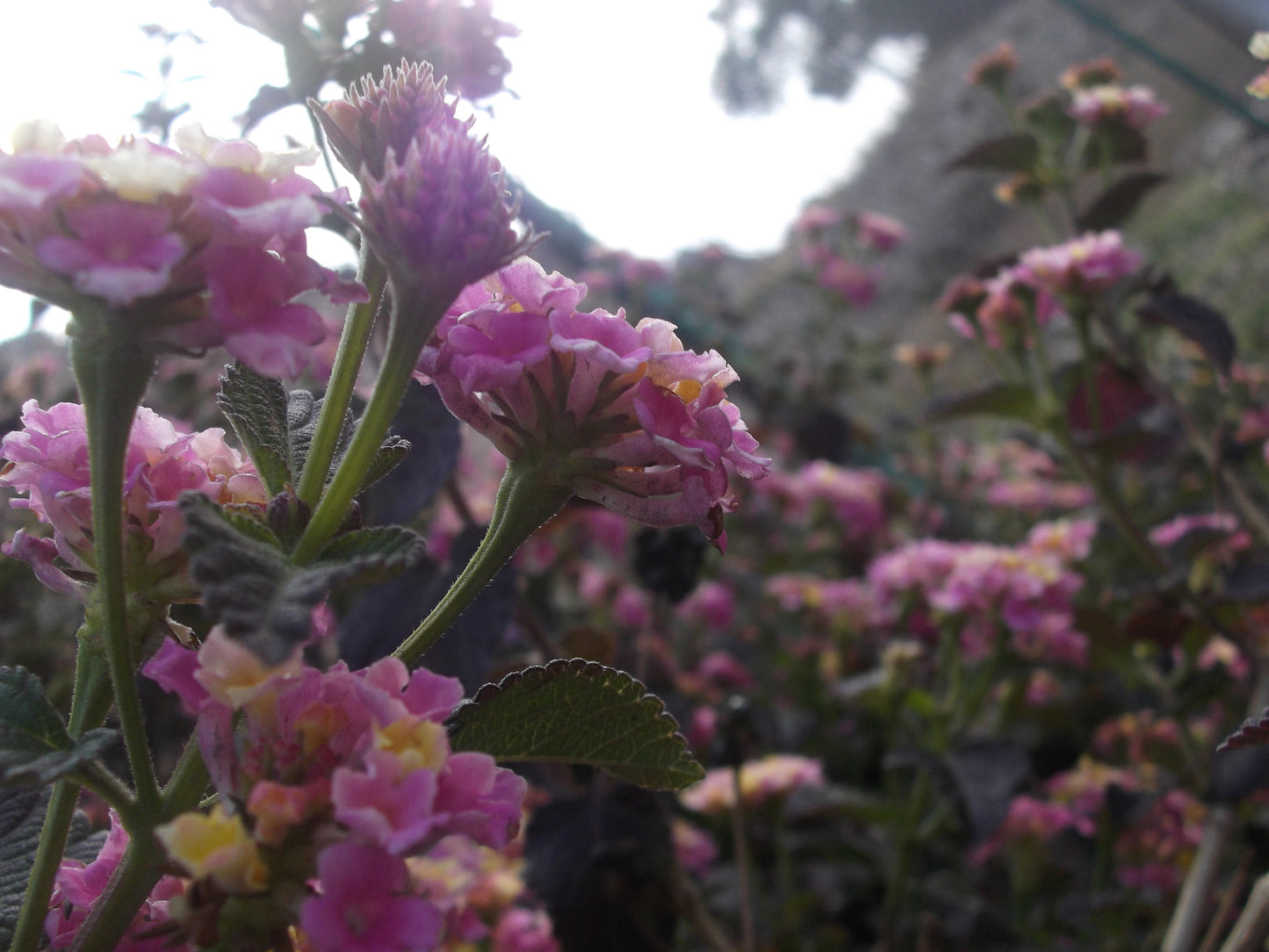 Fujifilm FinePix JV150