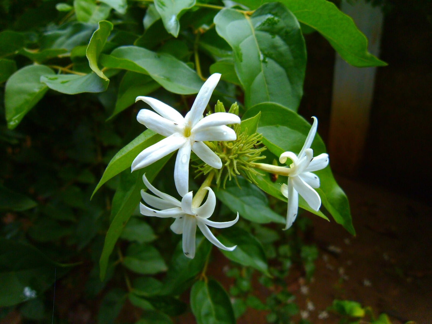 Canon Powershot a470